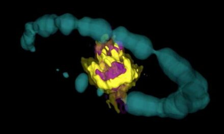 Supernova, morte tridimensionale di una stella