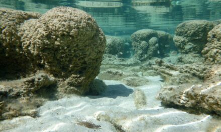 Ossigeno terrestre? È iniziato dal mare