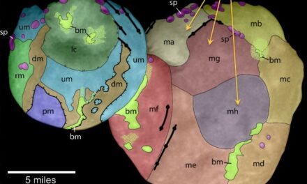 New Horizons, tracciato l’identikit di Ultima Thule