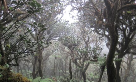 Clima, in affanno le foreste nebulose