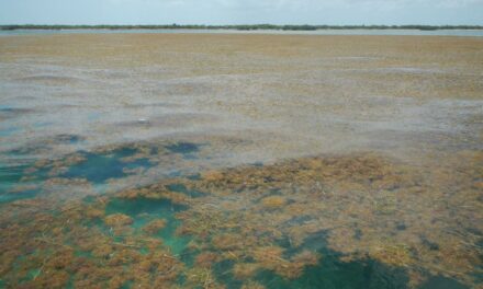 Emergenza alghe nei Caraibi, ecco i dati satellitari