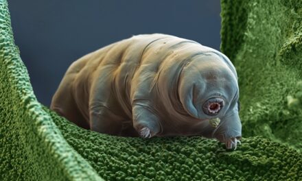 Tardigradi sulla Luna, tutto quello che c’è da sapere