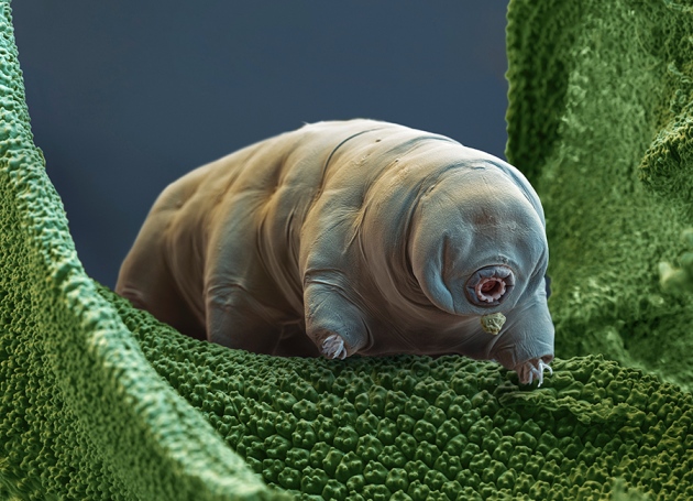 Tardigradi sulla Luna, tutto quello che c’è da sapere