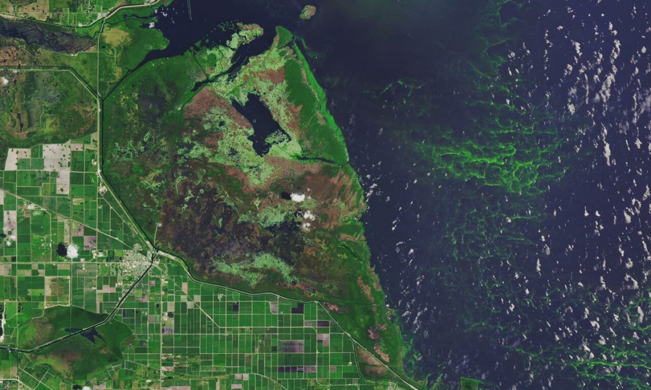 Cambiamenti climatici, emergenza alga