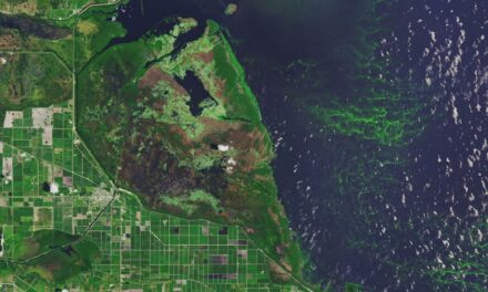 Cambiamenti climatici, emergenza alga