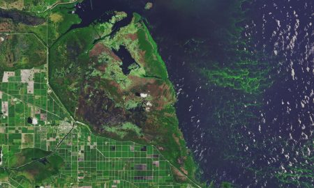 Cambiamenti climatici, emergenza alga