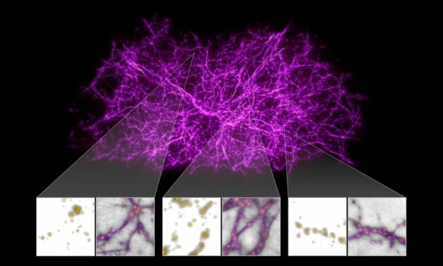 L’Universo in un microbo