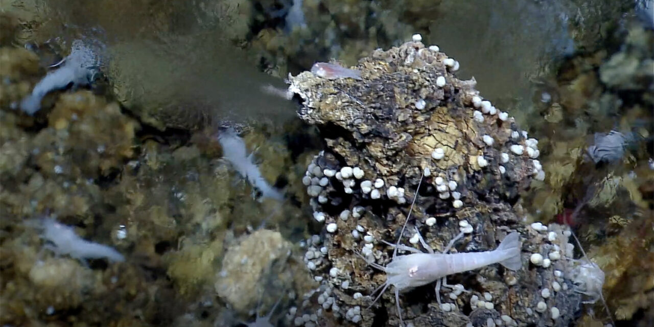 Vita sulla Terra? Dal fondo degli oceani