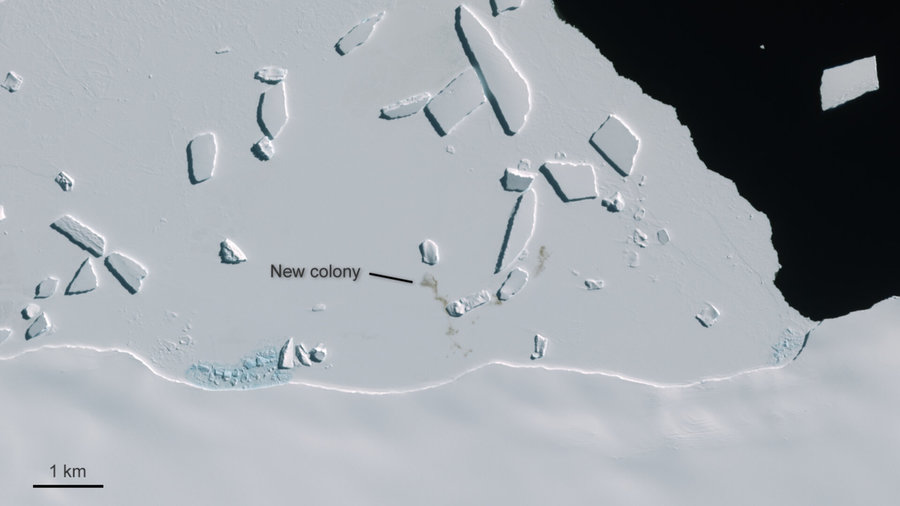 Una sentinella spaziale per i pinguini