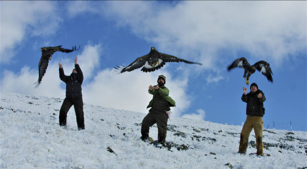 I cambiamenti climatici influenzano la vita della fauna artica