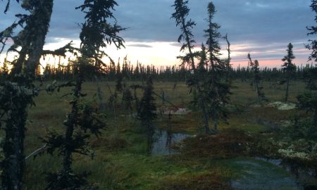 Foreste ‘in cammino’ monitorate dallo spazio
