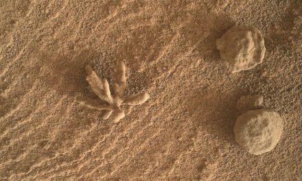 Un ‘fiore’ marziano per Curiosity