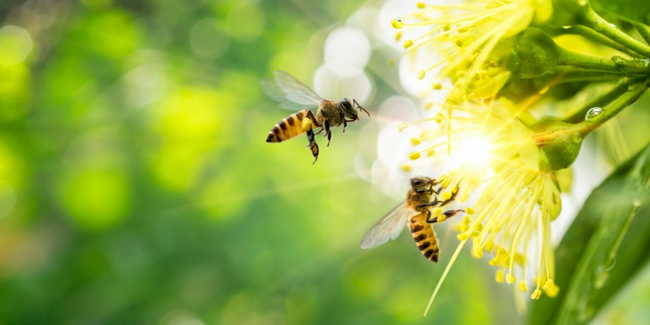 Angeli custodi ‘spaziali’ per gli impollinatori