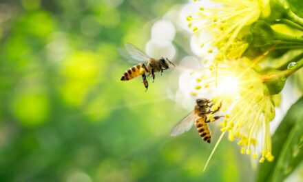 Angeli custodi ‘spaziali’ per gli impollinatori