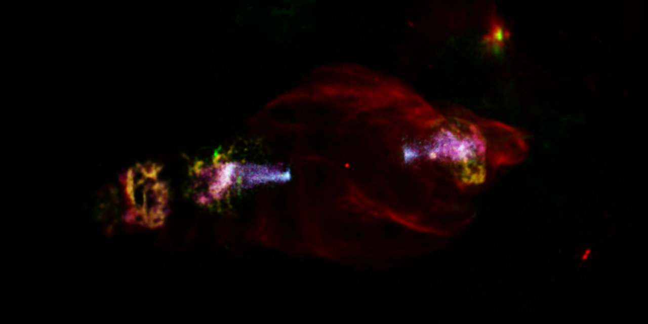 Localizzato l’acceleratore di particelle nella Nebulosa del Lamantino