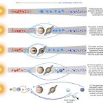 Reliquie d’acqua in piccoli asteroidi
