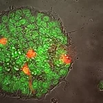 Cellule staminali per cuore e cervello umani sulla Iss