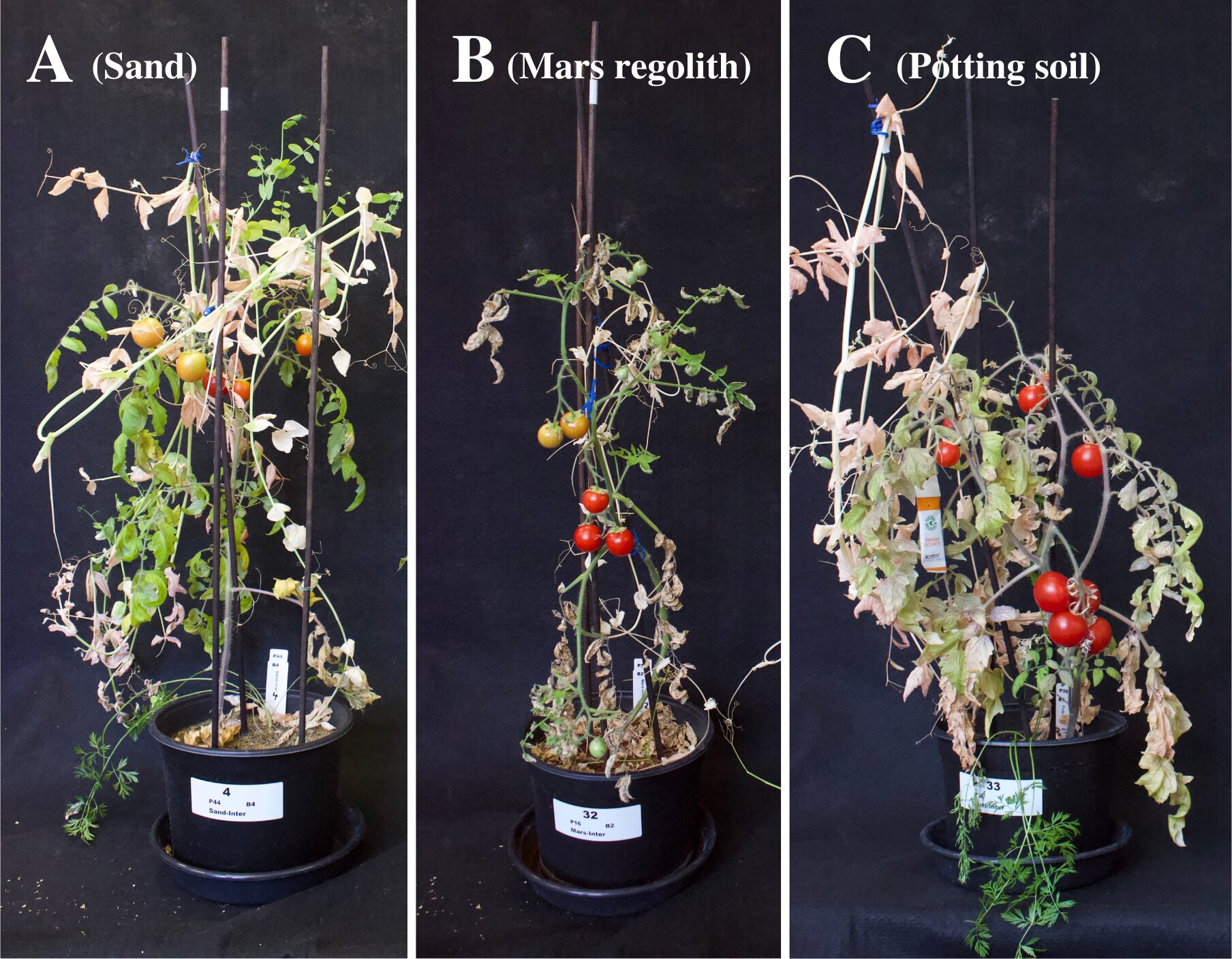 Alcune piante utilizzate per l'esperimento