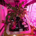 Cibo spaziale: nuove frontiere e ricadute sulla Terra