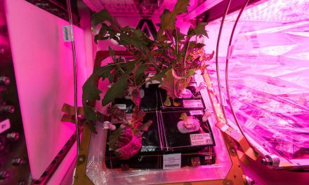 Cibo spaziale: nuove frontiere e ricadute sulla Terra