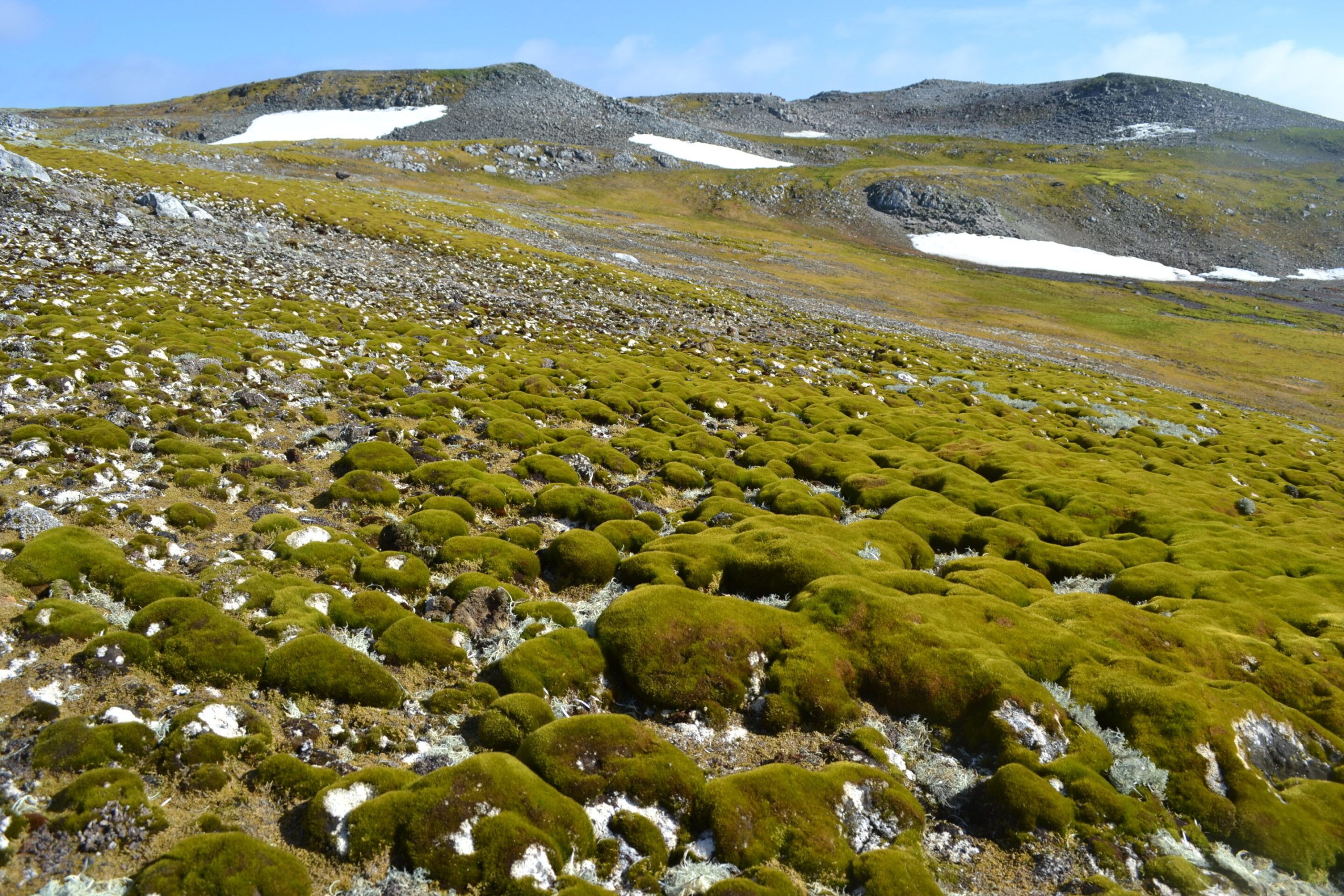 Il fenomeno del greening in Antartide