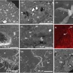 Batteri terrestri nei campioni presi su Ryugu