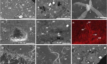 Batteri terrestri nei campioni presi su Ryugu