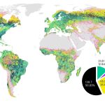 Anche nelle foreste le attività umane lasciano il segno