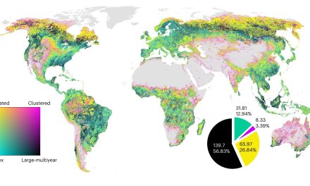Anche nelle foreste le attività umane lasciano il segno