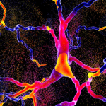 Cellule cerebrali? Crescono in fretta in microgravità