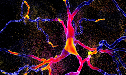 Cellule cerebrali? Crescono in fretta in microgravità