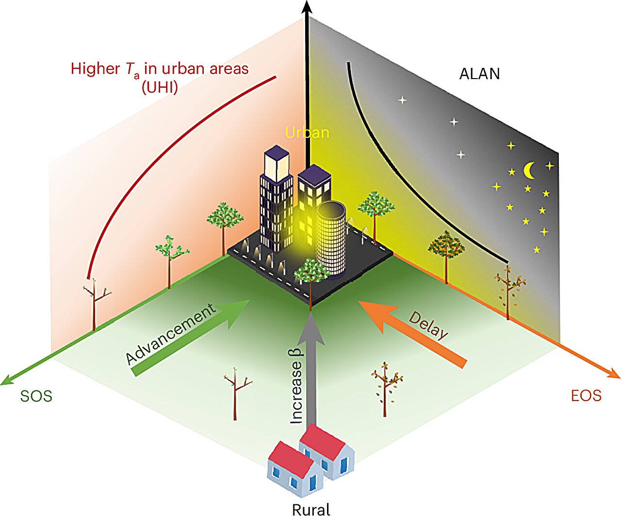 Effetti della luce artificiale sulle piante 