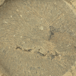 Perseverance, 30° roccia marziana sotto esame