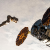 Cygnus debutta in versione ‘extra large’
