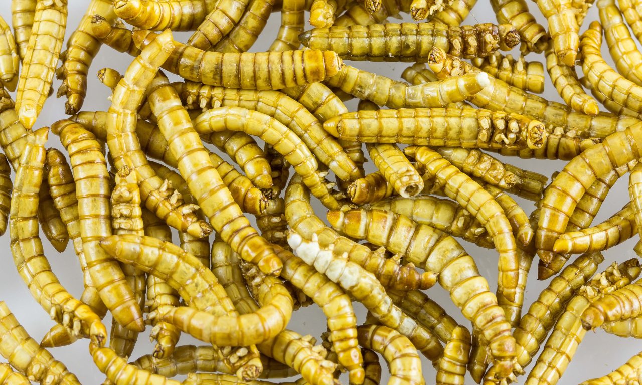 Menù spaziale, Esa candida gli insetti