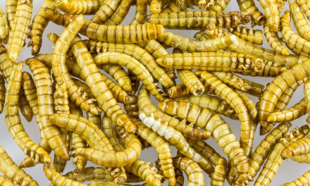 Menù spaziale, Esa candida gli insetti