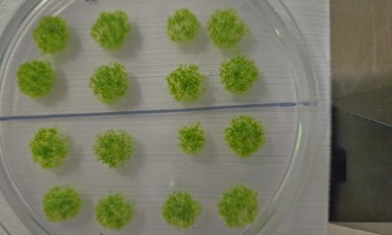 Il muschio che sfida il vuoto cosmico