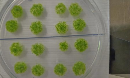 Il muschio che sfida il vuoto cosmico