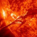 Memorie solari nel cuore degli alberi