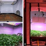 La “cima di rapa lunare” migliora le qualità nutrizionali