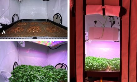 La “cima di rapa lunare” migliora le qualità nutrizionali